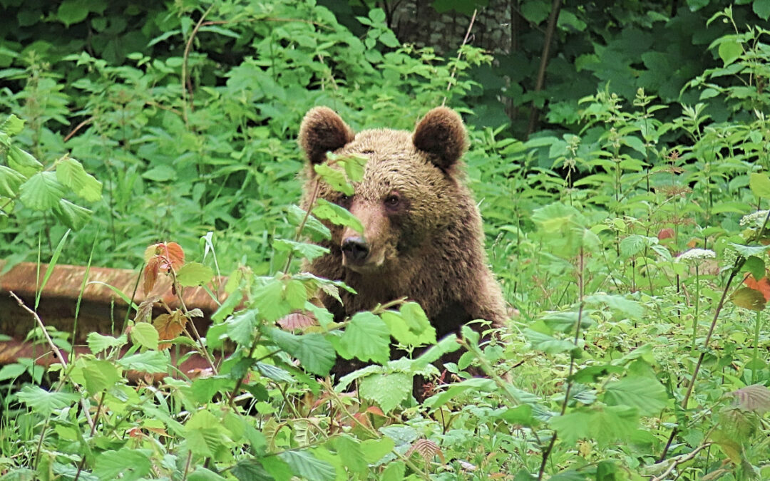 Riding with Bears – a Romanian cycling experience