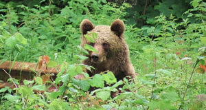 Ins Land der Bären – ein rumänisches Radabenteuer