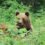 Ins Land der Bären – ein rumänisches Radabenteuer