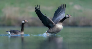 Halloween Story: Attack of the Killer Geese