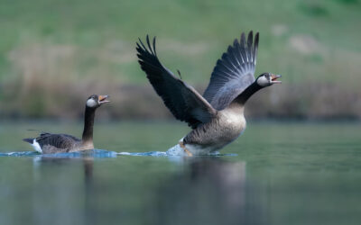 Halloween Story: Attack of the Killer Geese